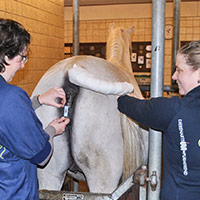 Opnie Abfohlsystem Purmerend